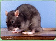 rat control Horwich